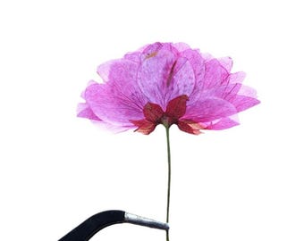24pcs/2packs Natural Pressed Flowers with Stem, Real Dried Coreopsis Rosea for Original Artwork, Wooden Frame, Wedding Decor