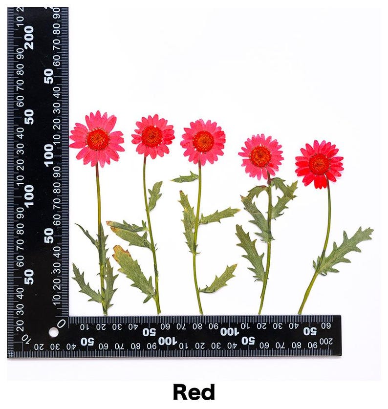 Pode incluir: Cinco flores vermelhas com folhas verdes dispostas sobre um fundo branco. Uma r&eacute;gua preta est&aacute; colocada &agrave; esquerda. A palavra "Red" est&aacute; escrita em vermelho na parte inferior da imagem.