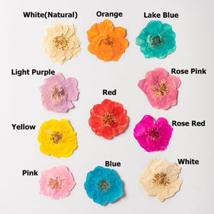 12 pcs/paquet de fleurs roses séchées, roses blanches pressées pour décoration de mariage, résine, design de coque d'iPhone - Fleurs pour travaux manuels