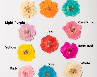 Paquete de 12 rosas secas, rosas blancas prensadas para decoración de bodas, resina, diseño de funda para iPhone - Flores para manualidades