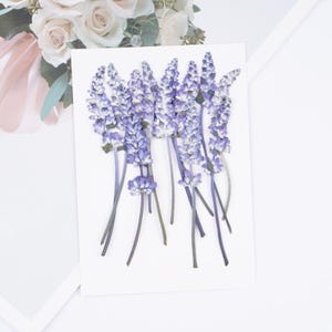 12pcs/pack Pressed Salvia Flowers with Stem, Dried Flowers Specimen for Handmade Crafting, Botanical Jewelry, Framing, iPhone Case Decor