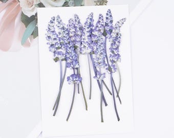 12pcs/pack Pressed Salvia Flowers with Stem, Dried Flowers Specimen for Handmade Crafting, Botanical Jewelry, Framing, iPhone Case Decor