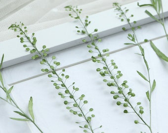 Dried Pressed Lepidium Bunch, Natural Thlaspi Green Bell, Dried Floral Bouquet for Storytelling, Greeting Cards - 12pcs/pack