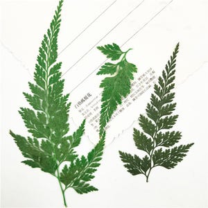 Puede incluir: Tres hojas de helecho prensadas, dos con una estructura más delicada y una con una estructura más robusta y más grande. Las hojas son de un verde vibrante y están dispuestas sobre un fondo blanco.