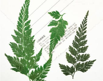 Paquete de 12 hojas de pteris secas naturales, ramas de helecho prensadas, especímenes de plantas para bricolaje, relleno para joyería, herbario prensado.