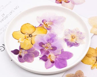 Real Pressed Moth Orchid, Large Dried Phalaenopsis Flowers, Multiple Colors for Resin Art, DIY Jewelry, Wedding Decor, Botanical Specimens