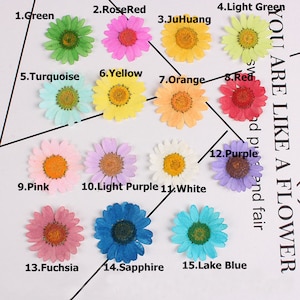 Könnte beinhalten: Sortiment von 15 gepressten Blumen in verschiedenen Farben, darunter Grün, Rosarot, Gelb, Orange, Türkis, Rosa, Helllila, Weiß, Fuchsia, Saphir und Seegrün. Die Blumen sind in Reihen angeordnet und mit Nummern und Farbnamen beschriftet.