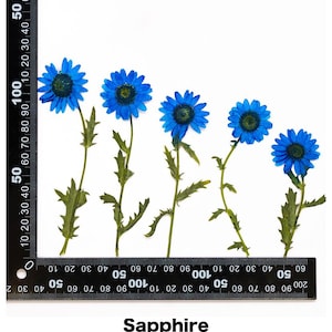 Pode incluir: Cinco flores azuis secas com caules e folhas verdes em fundo branco. As flores t&ecirc;m um centro azul escuro e p&eacute;talas azuis mais claras. A palavra "Sapphire" est&aacute; impressa na parte inferior.