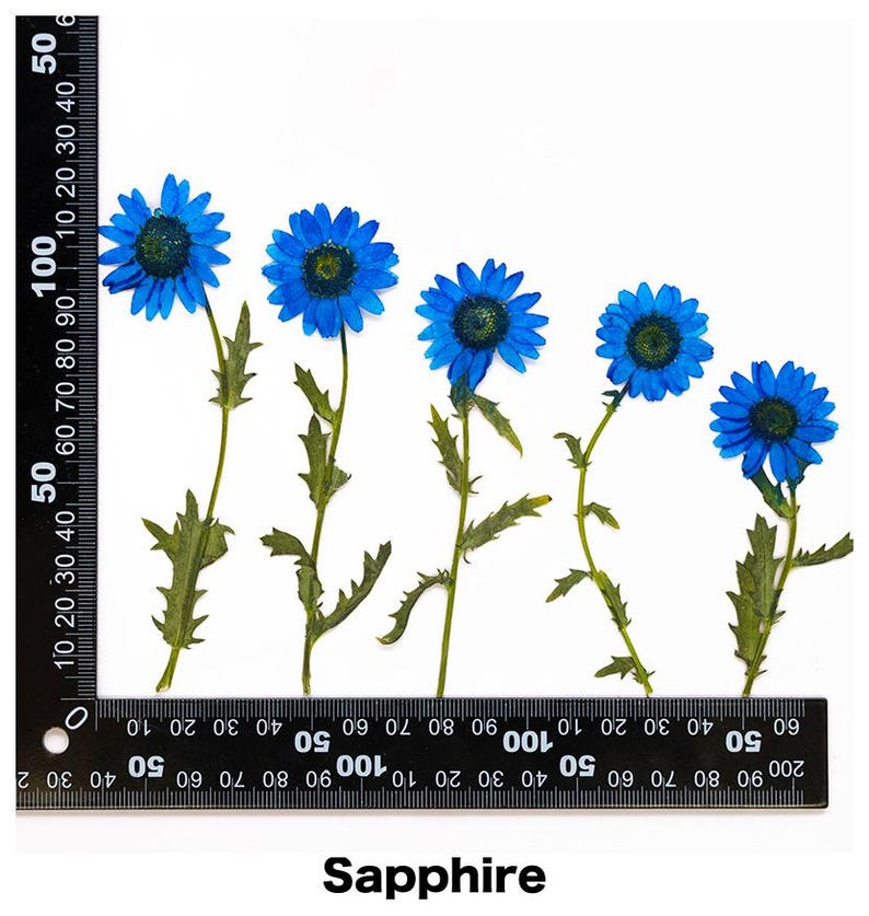 Pode incluir: Cinco flores azuis secas com caules e folhas verdes em fundo branco. As flores t&ecirc;m um centro azul escuro e p&eacute;talas azuis mais claras. A palavra "Sapphire" est&aacute; impressa na parte inferior.