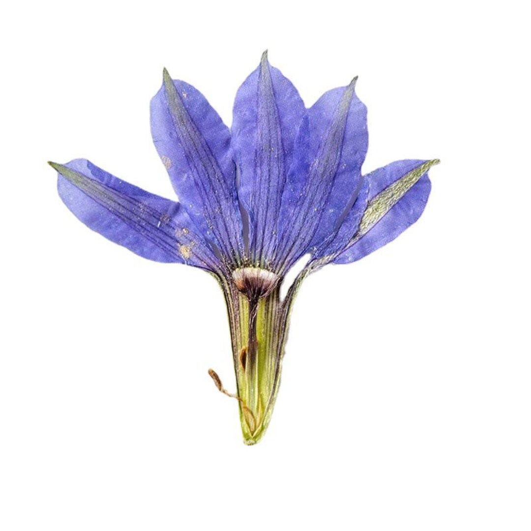 12pcs/pack Pressed Dried Flowers, Real Fairy Fan-flower for Wedding ...