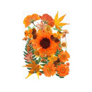 30pcs/pack Pressed Dried Flowers for Halloween Ornament, Orange Hue Pressed Botanical Herbarium Specimens for Glass Frame, Resin Artworks