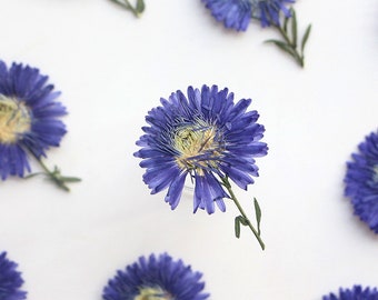 12pcs/pack Blue Pressed Flowers, Dried New York Aster, Preserved Flowers for Resins, Card Making, iPhone Case Decor