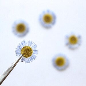 Pode incluir: Uma única margarida azul claro com um centro amarelo é segurada por pinças contra um fundo branco. Outras quatro margaridas estão fora de foco no fundo.