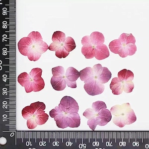 Puede incluir: Una colección de flores de hortensia prensadas y secas en tonos rosa, morado y blanco. Los delicados pétalos muestran vetas visibles. Las flores están dispuestas sobre una superficie blanca, perfectas para manualidades o decoración.