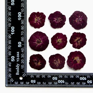 12 pcs/paquet de fleurs roses pressées, fleurs séchées naturelles pour les charges en résine, journal fait main, art mural floral, scrapbooking et fabrication de cartes