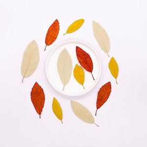 12 feuilles de châtaignier pressées, feuilles séchées naturelles pour oeuvre d'art florale originale, décoration de mariage, fabrication de cartes faites main