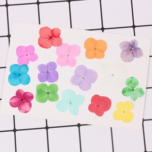 May include: Assortment of pressed hydrangea flowers in various colours, including pink, blue, purple, green, red, orange, yellow, and white. The flowers are arranged on a white background.