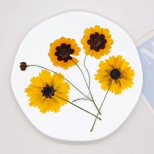 12 pcs/paquet fleurs pressées séchées, fleurs pressées naturelles avec tige pour mariage sur la plage, accessoire pour cheveux de demoiselle d'honneur, travaux manuels de marguerites séchées