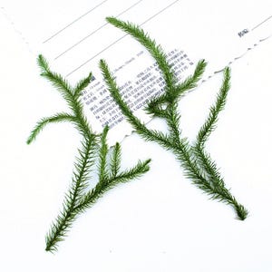 May include: Two sprigs of vibrant green foliage with needle-like leaves, possibly a type of fern or decorative plant. The sprigs are arranged on a white background with a piece of paper with text in a foreign language.