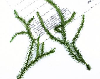 Pacote com 12 folhas de pinheiro prensadas e moídas, folhas secas naturais para artesanato, arte em resina, design de joias faça você mesmo, decoração de estojos