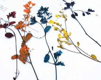 12pcs/pack Pressed Flowers with Stem, Preserved Real Flowers Bouquet for Botanical Arrangements, Photo Frame, Thalictrum Branches