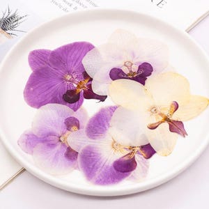 以下が含まれることがあります： 紫、白、黄色の乾燥した蘭の花が白いお皿に並んでいます。花びらは繊細な質感と詳細が見えます。花は自然な装飾要素です。