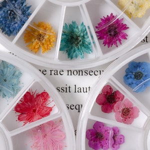 May include: A white plastic wheel with 12 compartments, each containing a dried flower. The flowers are in various colors, including blue, yellow, pink, red, and green. The wheel is labeled "e rae nonsecu ssit laut seq".