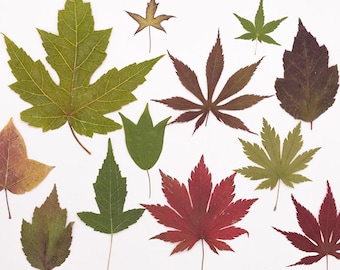 12pcs/pack Pressed Maple Leaves, Dried Autumn Leaf for Bookmark Decorative Filling, iPhone/iPad Case Decor - Leaf for Autumn Wedding