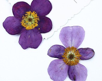 12pcs/pack Natural Pressed Pulsatilla Flowers, Real Purple Flowers for Bookmarks, Resins, Wall Art Decor