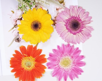 2pcs/pack Huge Pressed Daisy Flowers, Natural Dried Gerbera Daisy for Handmade Crafting, Scrapbooking, Floral iPhone Case Decor 7-10cm
