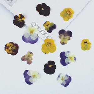 12 Stück / 2 Packungen gepresste wilde Stiefmütterchen, natürliche getrocknete Viola Blumen für Harz, Scrapbooking, Kartenherstellung, handgefertigtes iPhone Case Design