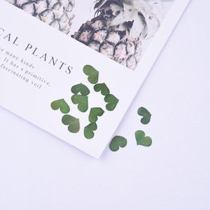 100 pièces Mini feuilles séchées pressées pour manucure/pédicure déco 8-15 mm Kawaii naturel amour coeur fleur feuille spécimen