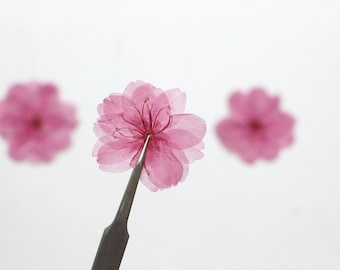 12pcs/pack Cherry Blossom Pressed Dried Flowers, Real Pressed Sakura, Dried Pressed Flowers for Wedding Handmade Crafting Genuine Botanical