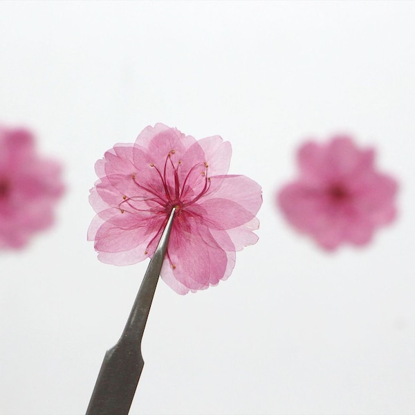 12 Stück / Packung Kirschblüte gepresste getrocknete Blumen, echte gepresste Sakura, getrocknete gepresste Blumen für Hochzeit Handmade Crafting Genuine Botanical