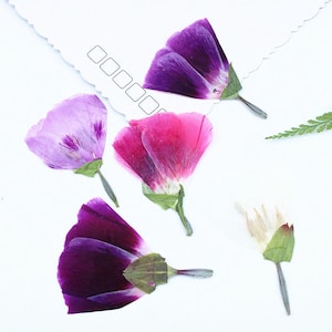 May include: An assortment of pressed flowers in shades of purple, pink, and white, arranged on a white background. The petals are delicate and translucent, with visible veins. A torn piece of paper with postage boxes is in the background.