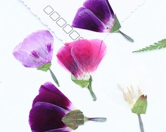 12pcs/pack Pressed Farewell to Spring Flowers, Real Dried Godetia Flowers for Bookmarks, Wall Arts, Photo Frames, Scrapbooking