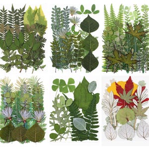 Assorted Green Pressed Leaves Collection, Real Dried Leaf Botanical Specimens for DIY Crafts, Resin Art, Bookmark, Photo Props