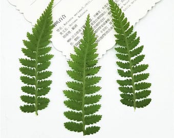 24pcs/2packs Natural Pressed Fern, Dried Leaves for DIY Plant Specimen, Jewelry Making Filler, Pressed Herbarium