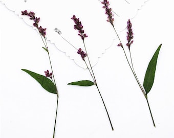 12pcs/pack Dried Pressed Flowers Pennisetum Orientalis with Stem for Handmade Crafting, Pressing Plants for Genuine Botanical Jewelry
