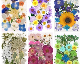 Collezione di fiori pressati secchi: fiori veri e foglie misti per creazioni in resina, segnalibri, custodie per telefoni, arte botanica e decorazioni per il trucco del viso