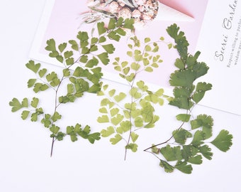 6pcs/pack Natural Dried Fern Venus Hair Fern Leaf Branch DIY Plant Specimens Pressed Herbarium Handmade Decor