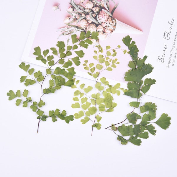 6pcs/pack Natural Dried Fern Venus Hair Fern Leaf Branch DIY Plant Specimens Pressed Herbarium Handmade Decor