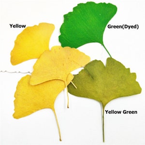 10pcs/pack Natural Dried Ginkgo Biloba Leaf Real Pressed Specimens Gingko Maidenhair Tree Leaves DIY Plant Decor Craft Handmade Material
