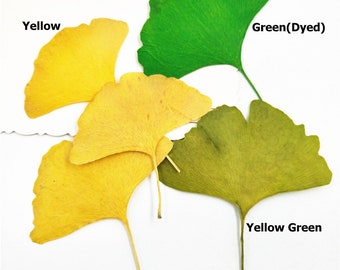 12pcs/pack Natural Dried Ginkgo Biloba Leaf Real Pressed Specimens Gingko Maidenhair Tree Leaves DIY Plant Decor Craft Handmade Material