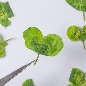 Paquete de 12 flores prensadas de euforbia solar seca natural para diseño de fundas de iPhone, decoración de fundas de MacBook, relleno de resina, artesanía floral hecha a mano.
