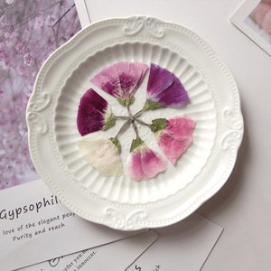 12pcs/pack Side Pressed Clarkia Amoena, Large Dried Flowers for Bookmark, Wall Arts, Photo Frames, Scrapbooking