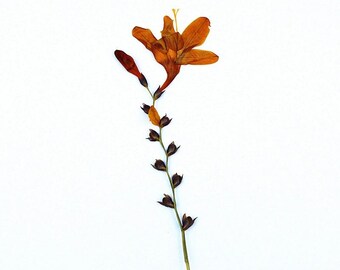12pcs/pack Large Pressed Crocosmia Flower, Natural Dried Flower for iPhone Case Decor, Resin Filling, Flower Arrangement, Wedding Decoration