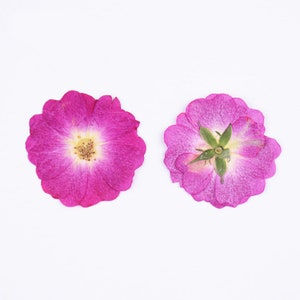 40pcs Pressed Rose Flowers, Dried Flowers for Resin Jewelry, Minimalist iPhone Case Decor