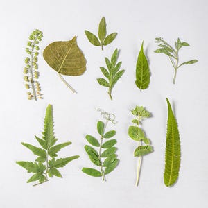 Lot de 35 feuilles pressées assorties, spécimen de feuilles naturelles séchées pour résines, fabrication de cartes, décoration de coque iPhone/Macbook et fabrication de bijoux