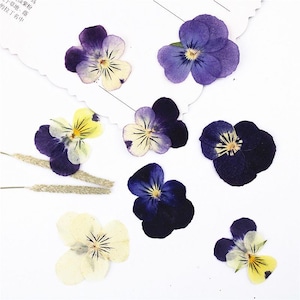 12pcs/pack Dried Viola, Pressed Horned Violet for Flower Wall Art Craft, Resin, Bookmark, iPad Case Design, Plant Artwork